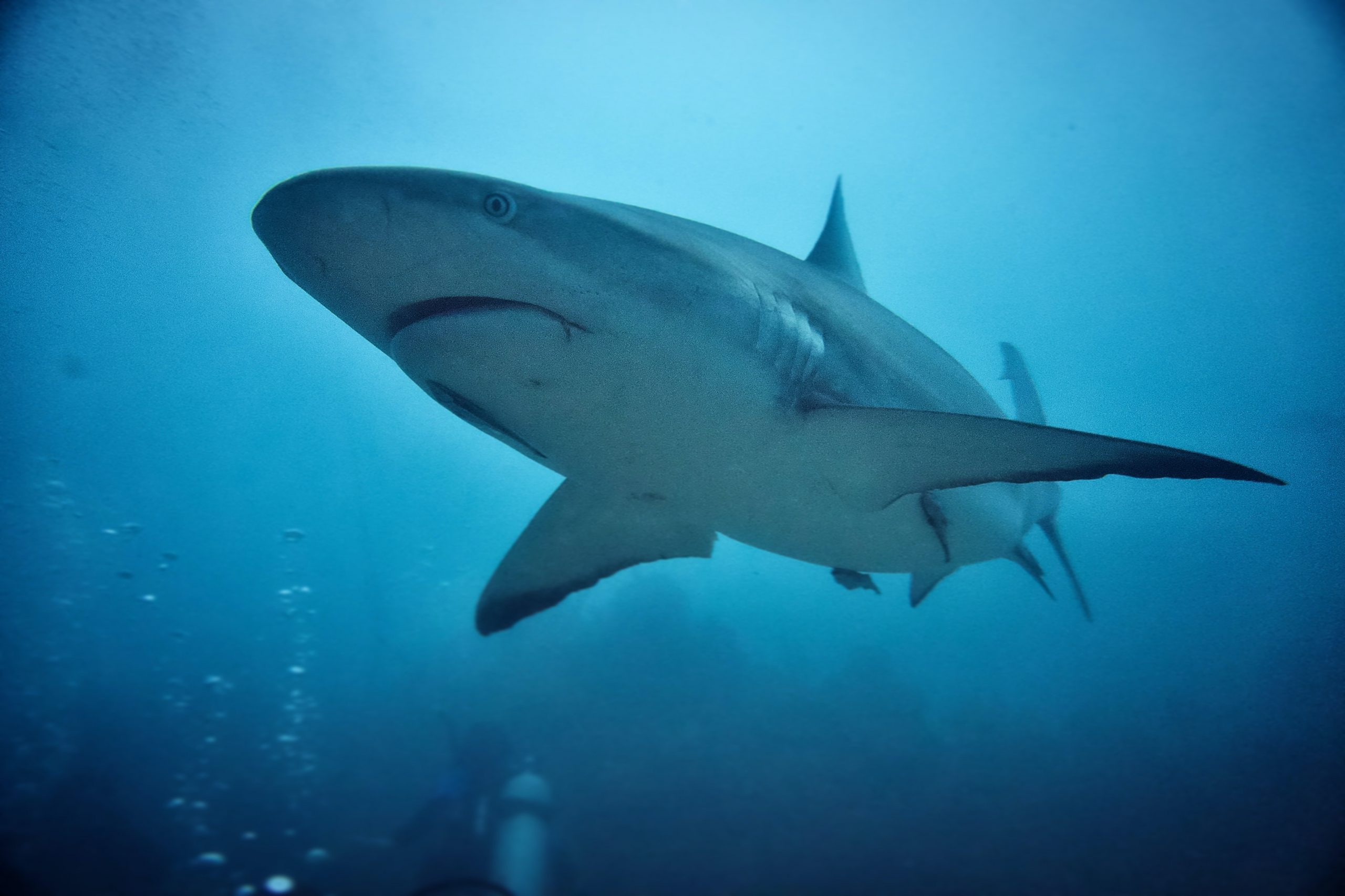 La Réunion et ses dispositifs anti-requins, leur fonctionnement